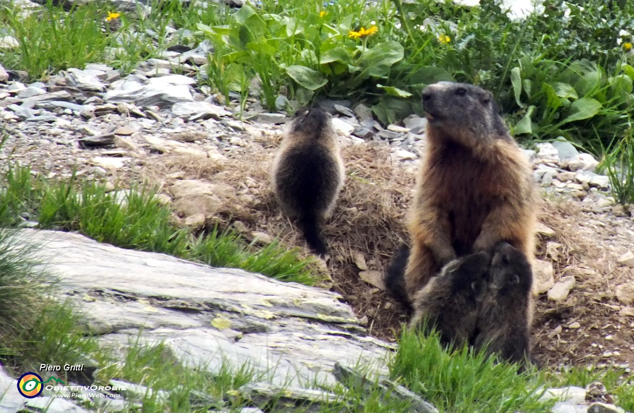 90 Mamma marmotta conn i piccoli....JPG